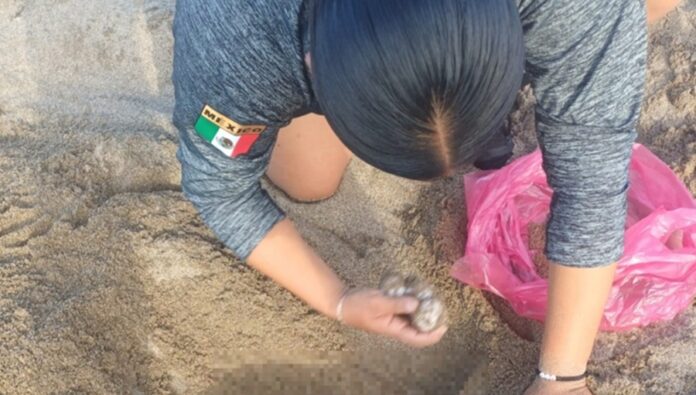 Personal de la Secretaría de Marina protege un nido de tortuga golfina durante la temporada de anidación en Nayarit.