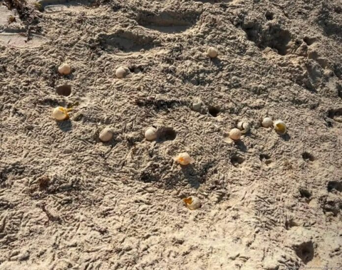 Huevos de tortuga marina rotos