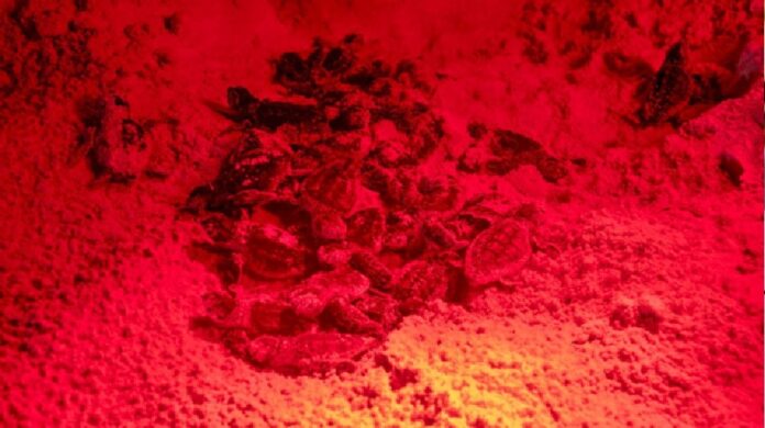 Crías de tortuga caguama emergen de un nido protegido en el Campamento Tortuguero Punta Sur de Cozumel.