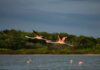 Crecimiento urbano obliga a reforzar la protección de las áreas naturales de Quintana Roo Flamencos vuelan sobre un cuerpo de agua rodeado de vegetación en un área natural protegida de Quintana Roo.
