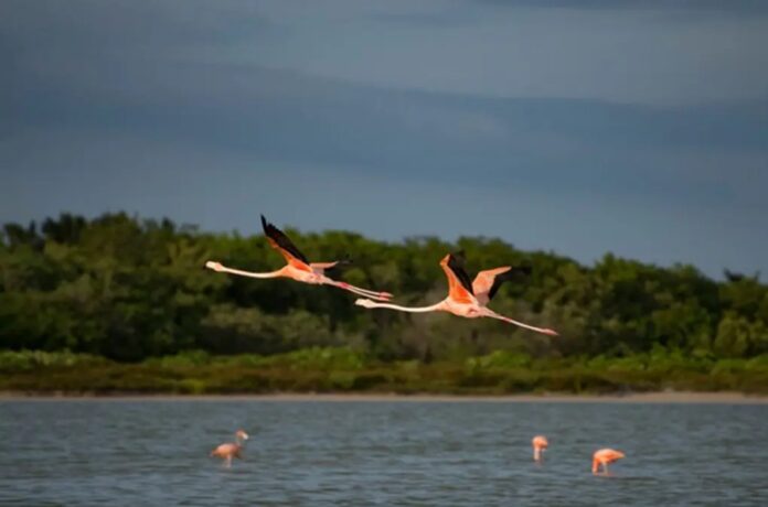 Flamencos vuelan sobre un cuerpo de agua rodeado de vegetación en un área natural protegida de Quintana Roo.