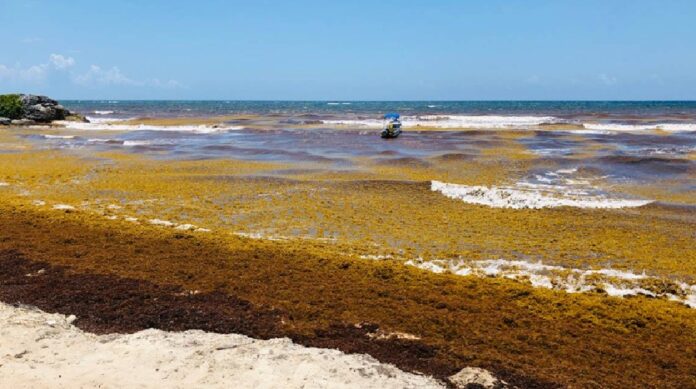 Acumulación de sargazo sobre la playa mientras una embarcación realiza labores de recolección frente a la costa del Caribe Mexicano.