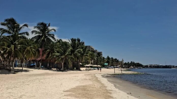 Playa del Carmen sargazo