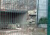Dos tigres blancos quedan bajo resguardo tras operativo por delito ambiental Dos tigres blancos permanecen dentro de un recinto tras ser asegurados por autoridades federales en Durango.