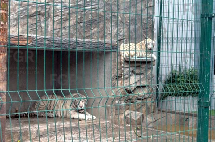 Dos tigres blancos permanecen dentro de un recinto tras ser asegurados por autoridades federales en Durango.