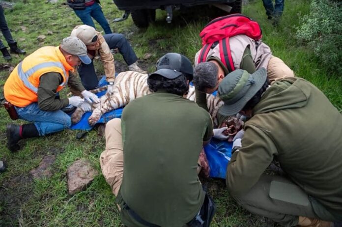 Veterinarios y especialistas atienden al tigre de Bengala Kenzo tras su captura durante el operativo realizado en Tepetlaoxtoc.