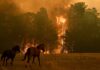 El otro frente del fuego deja a 200 animales sin protocolo de evacuación en España Dos caballos corren por un terreno mientras un incendio forestal consume árboles y grandes columnas de humo cubren el fondo.