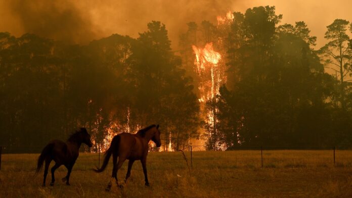 Dos caballos corren por un terreno mientras un incendio forestal consume árboles y grandes columnas de humo cubren el fondo.