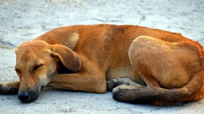 Perro duerme sobre el pavimento en una calle de Playa del Carmen.