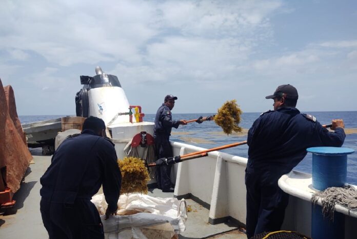 Elementos de la Secretaría de Marina recolectan sargazo a bordo de un buque sargacero en aguas del Caribe mexicano.