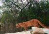 Del cautiverio al bosque: un yaguarundí vuelve a correr libre en Oaxaca Yaguarundí camina sobre una roca durante su liberación en el Parque Nacional Benito Juárez, en Oaxaca.