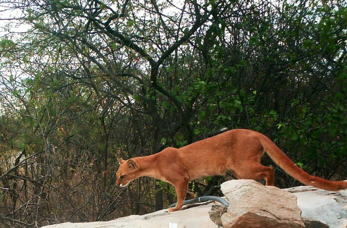 Yaguarundí camina sobre una roca durante su liberación en el Parque Nacional Benito Juárez, en Oaxaca.