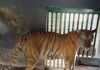Aseguran 135 animales exóticos durante operativo contra huachicol en Tamaulipas operativo federal Huachicol