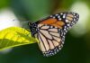 Mariposa monarca ya se reproduce en Quintana Roo y amplía su ruta por el Caribe