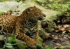 Gaby murió a los 20 años y deja tres crías como parte de su historia Gaby jaguar ZooMAT