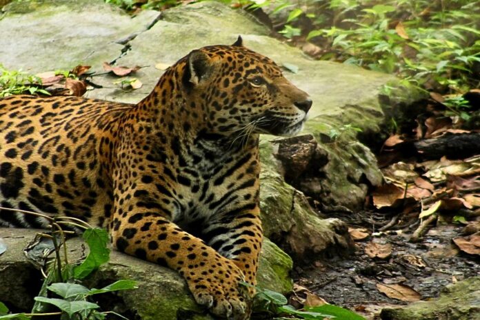 Gaby jaguar ZooMAT