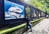 El tiburón toro de Playa del Carmen llega a Chapultepec con dos fotografías finalistas de Mosaico Natura VII Tiburón toro Playa Carmen