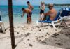 Crías de tortugas marinas atraviesan zona turística en Cozumel rumbo al mar Crías tortuga marina Cozumel