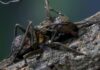 México identifica seis hongos zombis y uno lleva el nombre de Guillermo del Toro Hormiga parasitada por un hongo zombi del género Ophiocordyceps sobre una superficie natural.