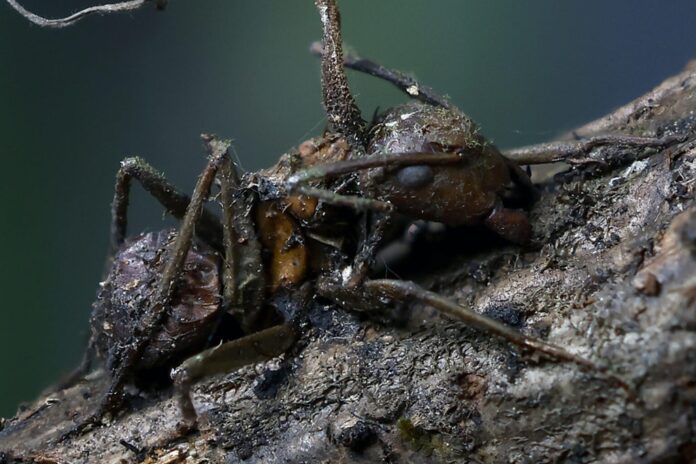 Hormiga parasitada por un hongo zombi del género Ophiocordyceps sobre una superficie natural.