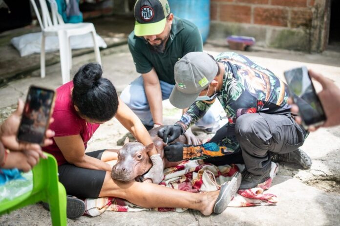 Hipopótamo familia pescadores Colombia