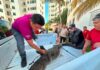 Rescatan cocodrilo americano que fue hallado atado en la Zona Hotelera de Cancún Cocodrilo americano asegurado por autoridades tras ser localizado con el hocico y las extremidades atadas en la Zona Hotelera de Cancún.