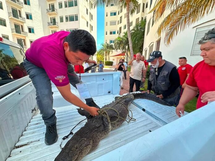 Cocodrilo americano asegurado por autoridades tras ser localizado con el hocico y las extremidades atadas en la Zona Hotelera de Cancún.