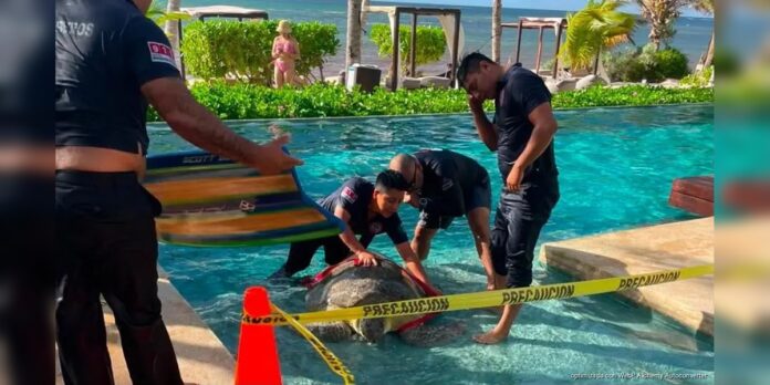 rescate tortuga hotel Tulum