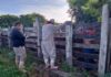 Veterinarios frenan avance del gusano barrenador en ranchos de Playa del Carmen Estefanía Mercado gusano barrenador