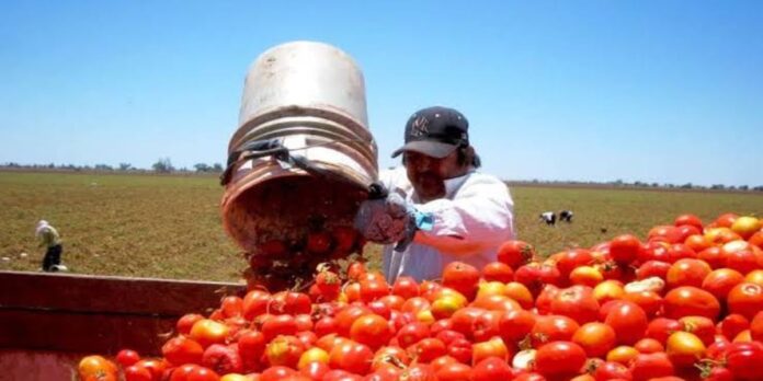 Tomate mexicano para exportación