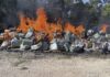 FGR destruye más de 184 kilos de narcóticos y 806 objetos del delito en Quintana Roo Destrucción de narcóticos en Quintana Roo