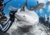 Playa del Carmen busca proteger el turismo de tiburón toro y frenar a los prestadores irregulares Tiburón toro en Playa