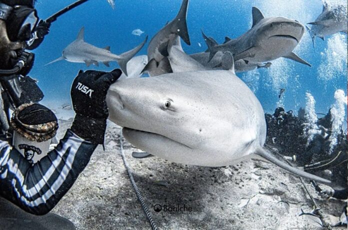 Tiburón toro en Playa