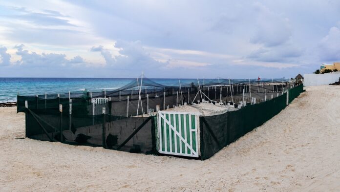 Corrales de tortugas en Cancún