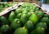 Estados Unidos reanuda inspecciones para exportar aguacate de Michoacán Aguacates michoacanos exportación