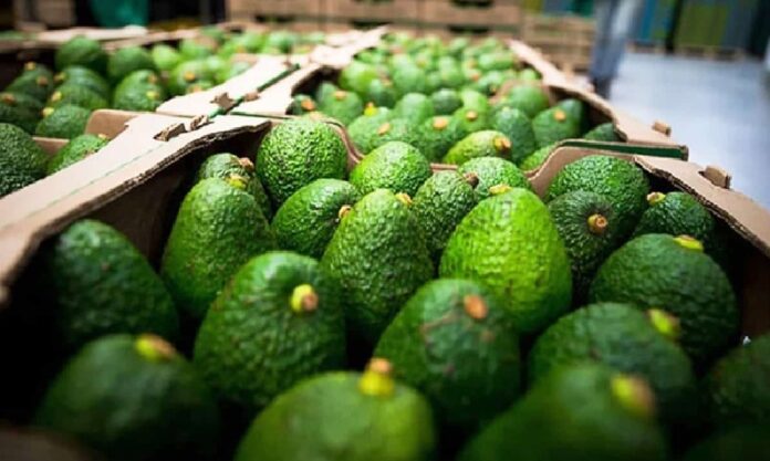 Aguacates michoacanos exportación
