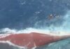 Naufragio de ferry en Indonesia deja seis muertos y 129 desaparecidos Ferry volcado en Indonesia