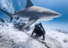Temporada del tiburón toro busca reactivar el turismo de buceo en Playa del Carmen Playa del Carmen Tiburón Toro