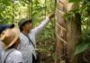 El secreto del chicle está en la selva de Quintana Roo y puedes conocerlo en este paseo respaldado por la UNESCO Sendero Yu’um K’áax en Chunhuhub, Quintana Roo