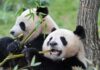 Xi Jinping anuncia llegada de dos pandas gigantes al zoológico de Atlanta dos pandas gigantes
