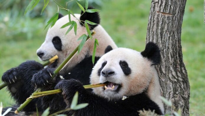 dos pandas gigantes