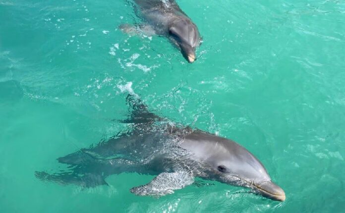 Delfines enfermos Cancún