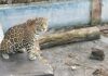 Profepa intenta inspeccionar jaguar de «Pepe Tigre» y encuentra cinco jaulas abandonadas en Cancún Jaguar en Cancún