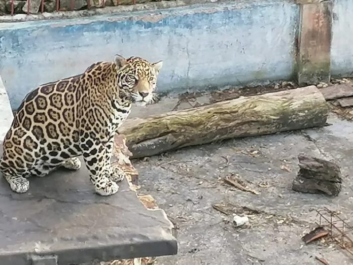 Jaguar en Cancún