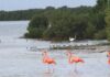 Ejido de Chiquilá plantea participar en revisión del manejo de Yum Balam Flamencos en Yum Balam