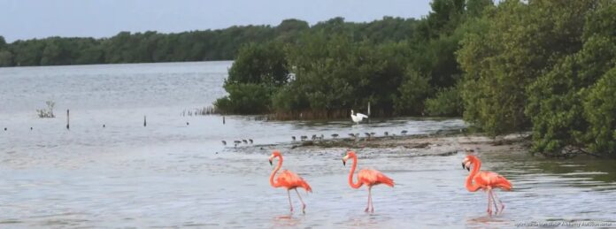 Flamencos en Yum Balam
