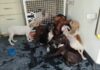 Rescatan a 13 perros tras denuncia por presunto maltrato animal en Cancún Rescate de perros Cancún