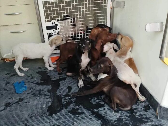 Rescate de perros Cancún