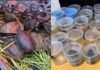 Aseguran 95 ejemplares de fauna silvestre transportados ilegalmente en un autobús de Chihuahua Tarántulas y tortugas aseguradas