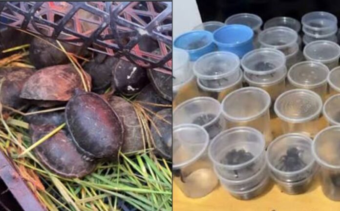 Tarántulas y tortugas aseguradas